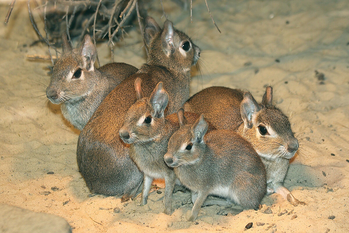 chacoan-mara