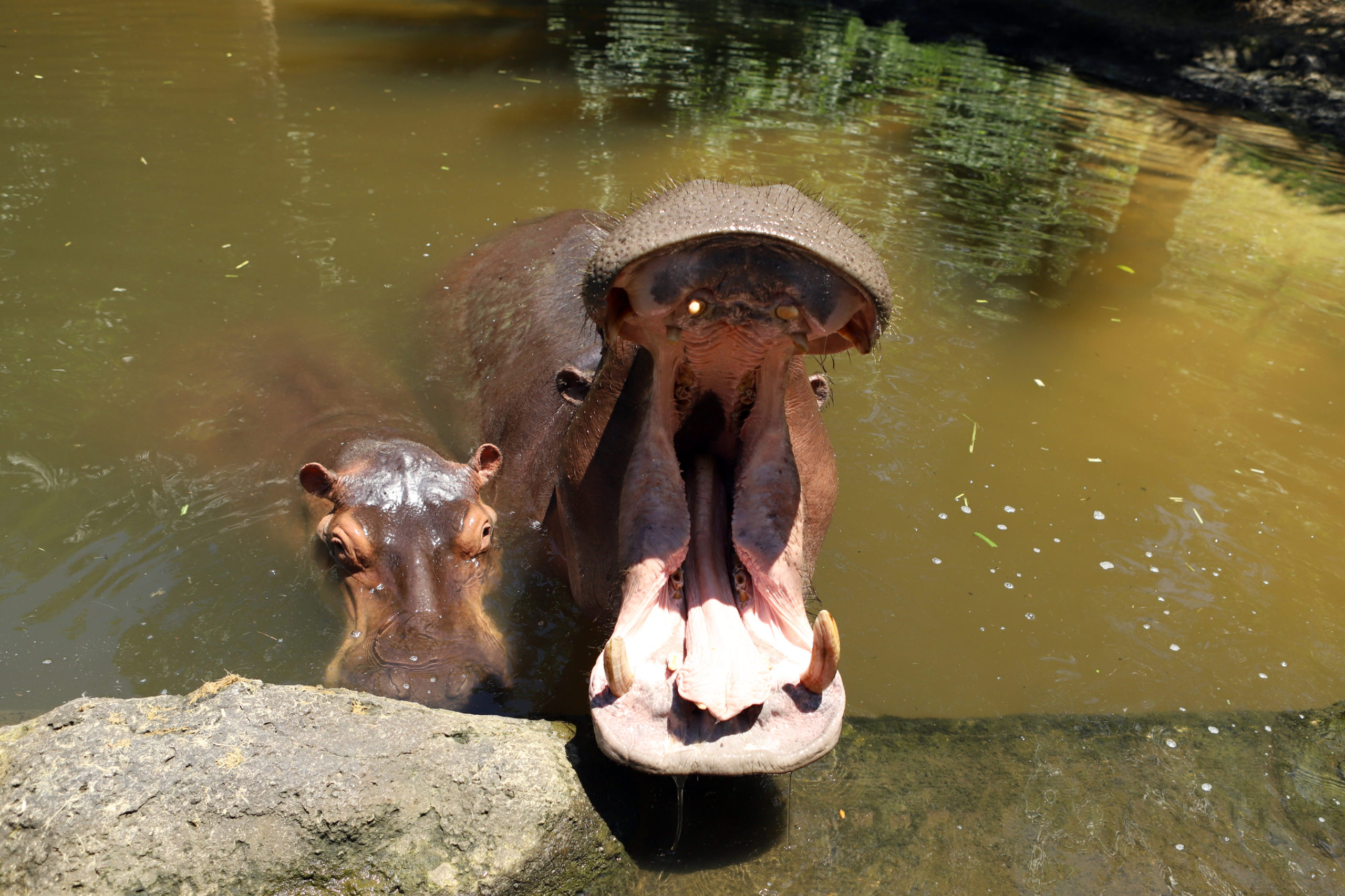 world-hippo-day-bai-safari