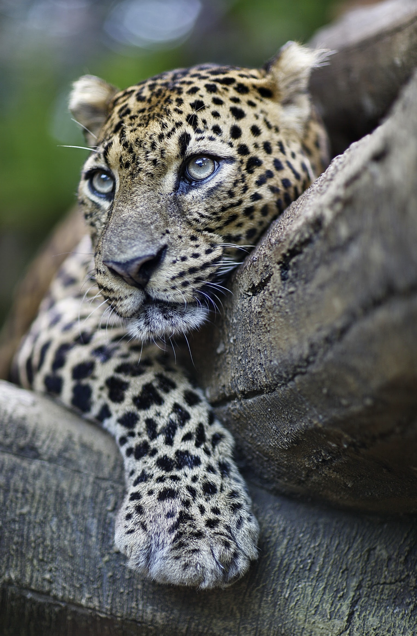javan-leopard-bali-safari